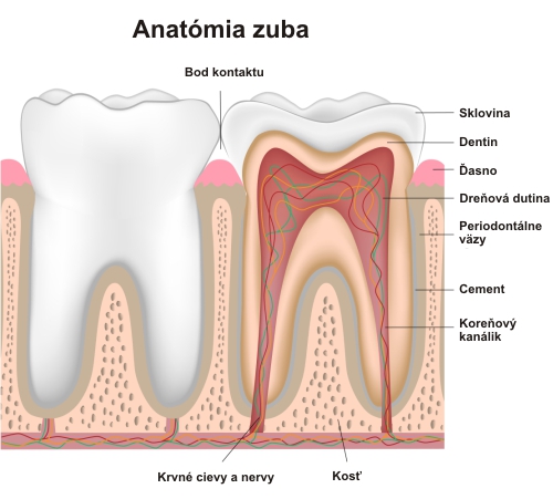 Anatómia_zuba